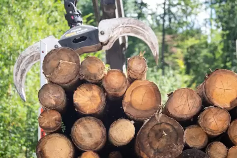 Durch Borkenkäfer geschädigte Holzstämme macht Forstleitern zu schaffen.