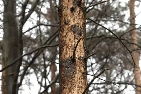 Eine vom Borkenkäfer befallene Fichte. Die Schädlinge haben große Schuld daran, dass derzeit so viel Holz auf dem Markt ist. 