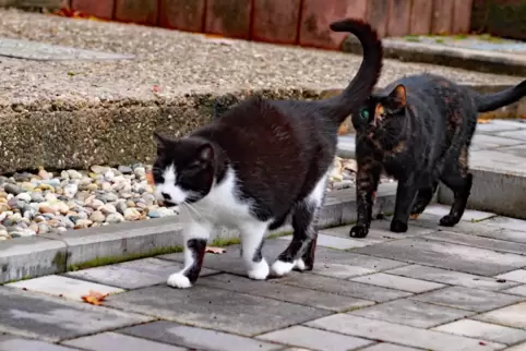 Mit einer Katzenschutzverordnung soll der Überpopulation entgegengewirkt werden. 