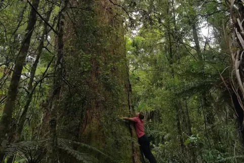 Umarmt einen Baum: David Hinssen. 