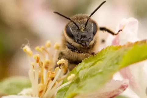 Mehr als 35.000 Bienenvölker gibt es in Rheinland-Pfalz.