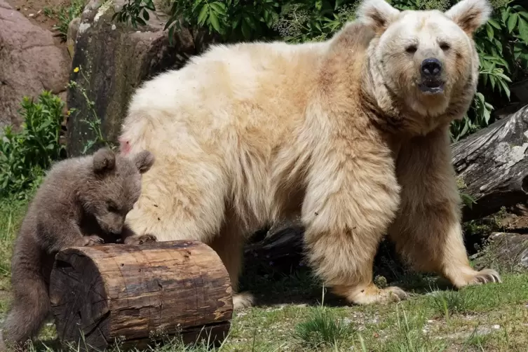 Ein Bär erkundet die Welt: Merle mit Mama.