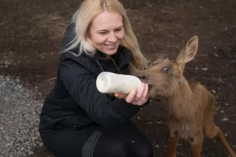 Katharina Faskova, Lebensgefährtin von Wildparkbetreiber Harald Schauß, füttert das überlebende Elchbaby.