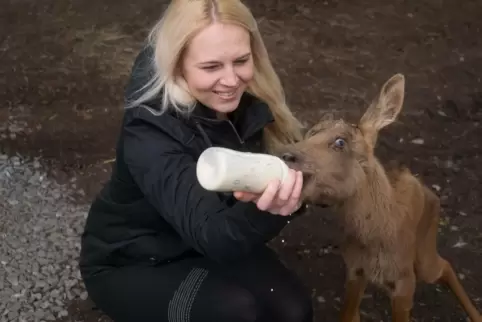Katharina Faskova, Lebensgefährtin von Wildparkbetreiber Harald Schauß, füttert das überlebende Elchbaby.