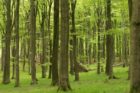 Buchen vertragen Trockenheit und höhere Temperaturen im Zuge des Klimawandels nicht so gut. Daher soll der Buchenanteil im Laute