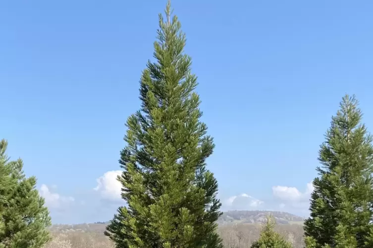 Wie in Amerika, nur noch (deutlich) kleiner: Die Sequoias bei Kusel sind etwa zwölf Meter hoch. Einige der Baumriesen haben in D
