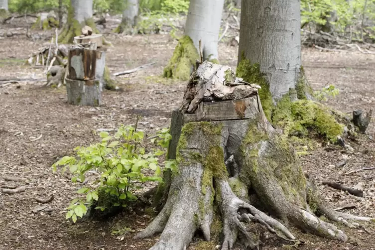 &Uuml;berall im Wald gab es zauberhafte Kunstwerke zu bestaunen. Doch damit soll jetzt Schluss sein. 