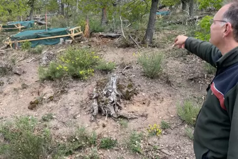 Förster Martin Teuber verweist auf die Pflanzungen aus Saatgut vom Trippstadter forstlichen Genressourcen-Zentrum.