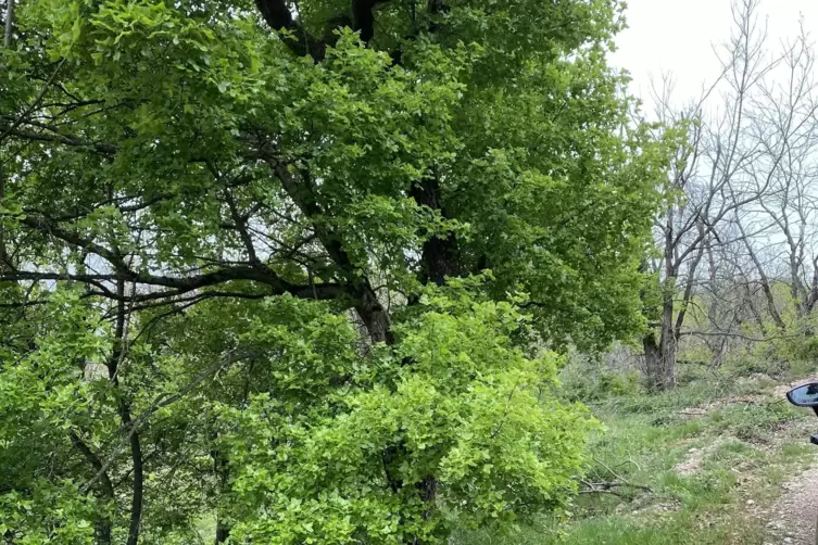 Auff&auml;lliges Bild: ringsum totes Ge&auml;st &ndash; und mitten drin dieser in saftigem Gr&uuml;n stehende franz&ouml;sische Ahorn. 
