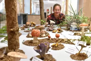Julia Kruse betrachtet das Pilz-Dioarma der Sonderausstellung. 