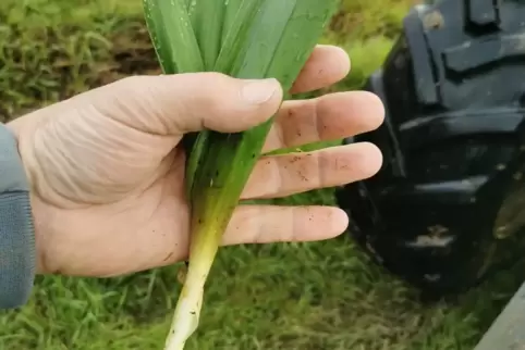 Giftig und gefählich: die Herbstzeitlose. 