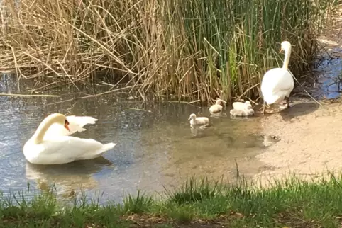 Familie mit fünf Kindern: Vergangene Woche am Russenweiher. 