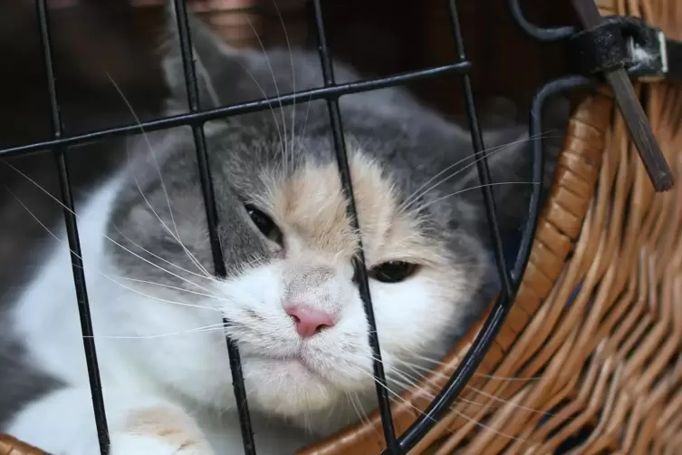 Katze im K&ouml;rbchen: Aus dem Motorraum ist die Befreiung einfacher. 