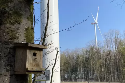 Vogelschutz und Windkraft? Das passt nach Ansicht von Naturschützern im Stausteinerwald nicht zusammen. Diese beiden Anlagen auf