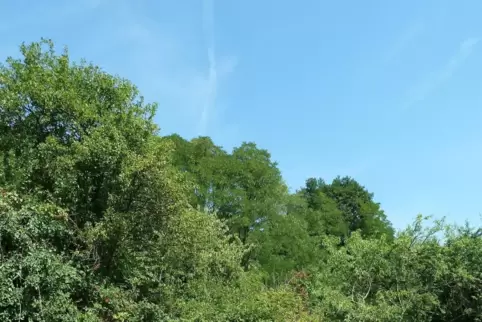 So sah die Fläche vor der Rekultivierung aus. 