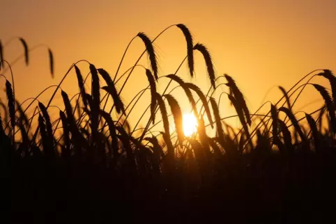 Gentechnik-Einsatz in der Landwirtschaft ist umstritten. 