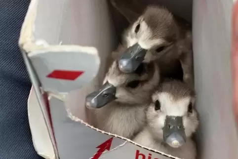 Diese drei Küken sammelte die Polizei oberhalb des Bahneinschnitts ein und brachte sie zurück zur Nilgans-Familie. 