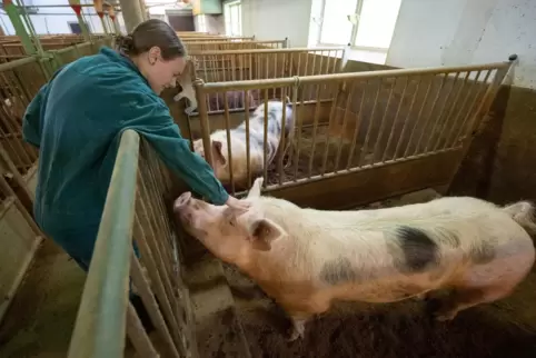  Besamungsstation Ilsfeld in Baden-Württemberg: Eva Schilling, Regionalleitung Süd der Besamungsunion Schwein, im Stall mit eine