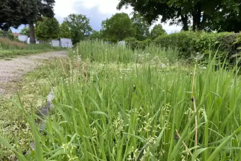 So sah es auf dem Offenbacher Friedhof am Dienstag vergangener Woche aus. Inzwischen wurde gemäht. 