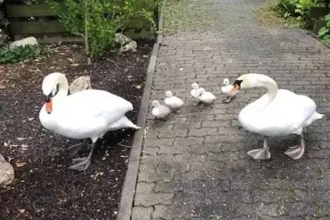 Vorige Woche im Neuland: Schwanenfamilie auf der Suche nach Wasser.