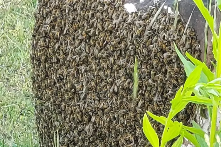 Nur ein Teil: Bienen an Stein in Speyer-Nord.
