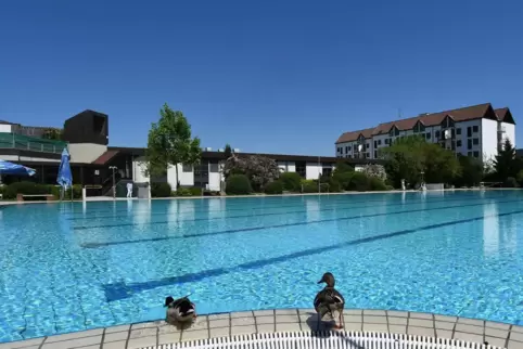 Die Enten testen schon mal, ob die Wassertemperatur im Salinarium stimmt. 