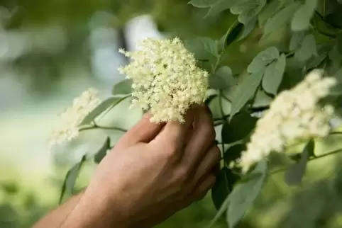 Holunderblüten
