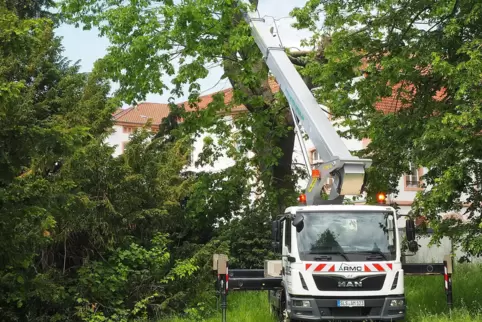 Die Eiche an der Villa Schwinn wurde gefällt.