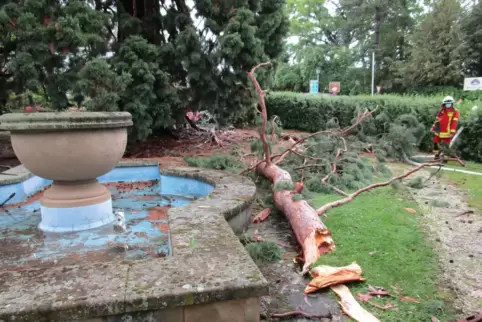 Ein Blitz ist in einen 30 Meter hohen Baum eingeschlagen, er fing Feuer. 