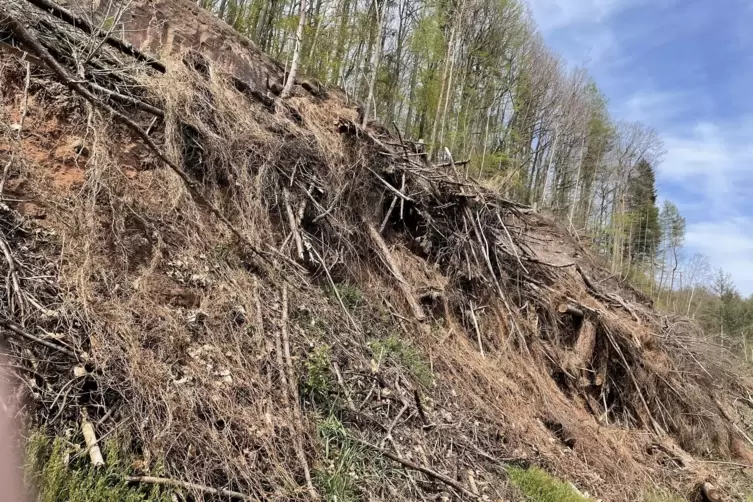 Die Spuren der Baumfällungen am Hilschberg sollen in zwei bis drei Jahren durch natürliche Verjüngung und Aufforstung verschwund