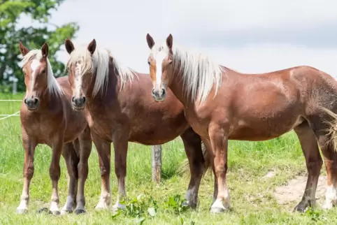 Ob als Sport oder Freizeitvergnügen: Reiten birgt Gefahren, gegen die man sich absichern sollte. 