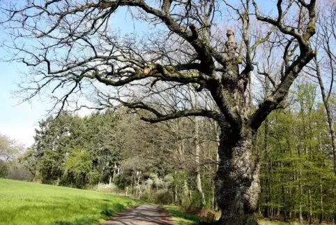 Der zweitdickste Baum im Kreis: die Hubertuseiche bei Haschbach. 