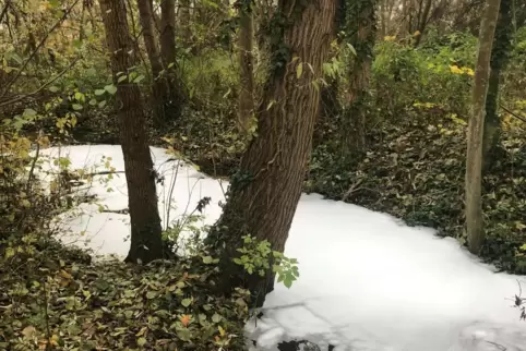 Ende vergangenen Jahres war der Triefenbach in Venningen verunreinigt worden. 