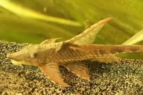 Im Sealife: erwachsener Hexenwels. Die Babys sind für gute Fotos noch zu klein. 