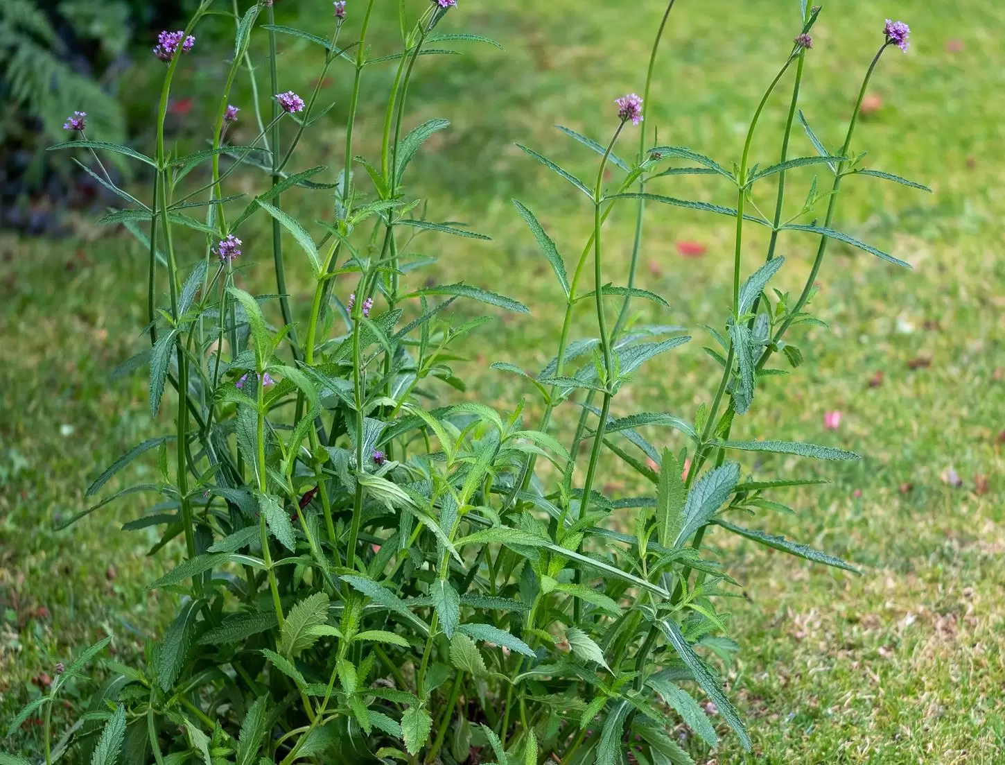 Patagonisches Eisenkraut: Filigran und anspruchslos - Im Garten - DIE  RHEINPFALZ