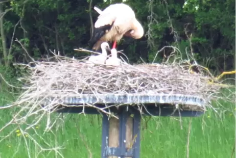 Kürzlich haben nun auch in den beiden erst seit Frühjahr besetzten Nestern bei der Pulvermühle Jungstörche das Licht der Welt er Kürzlich haben nun auch in den beiden erst seit Frühjahr besetzten Nestern bei der Pulvermühle Jungstörche das Licht der Welt er