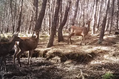 Selten zu sehen, aber da: Hirsche im Stumpfwald. 