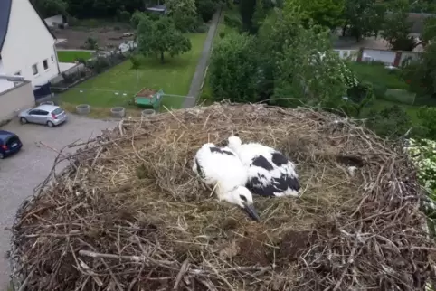 Storchennest neben ehemaliger Ranch in Rülzheim.