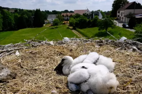 Die Jungstörche stellen sich in einer natürlichen Reaktion tot, was das Beringen erleichtert.