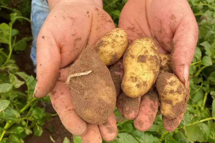 Die Ernte der Frühkartoffeln beginnt nun in der Pfalz, hier eine Pflanz-Kartoffel (links) mit neuen Kartoffeln, die der Bellheim