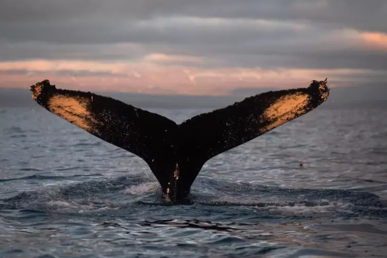 Buckelwale können bis zu 17 Meter lang werden und 36 Tonnen wiegen. 