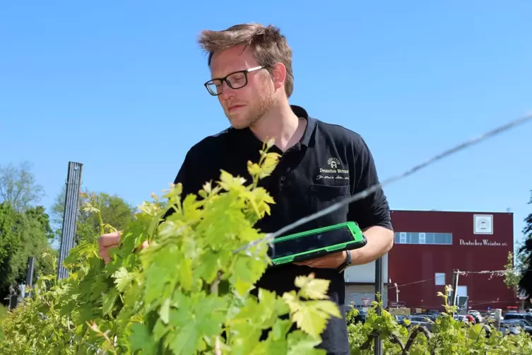 Qualitätsmanager Michael Straube schaut, wie viel Ertrag die Reben des Deutschen Weintors dieses Jahr bringen. Schon bald überni