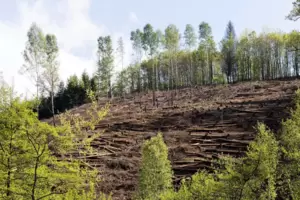 In den Wäldern sind die Folgen des Klimawandels bereits sichtbar. In den Wäldern sind die Folgen des Klimawandels bereits sichtbar.