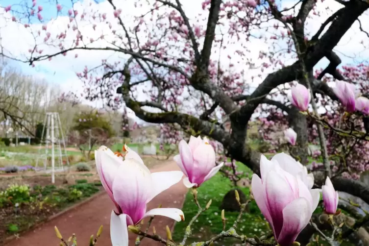 April im Rosengarten: Die große Magnolie am Teich blüht.