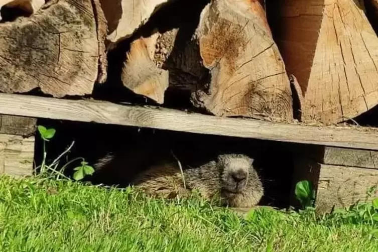 Unerwarteter Gast: Ein Murmeltier versteckt sich in einem Garten in Katzenbach unter einer Holzpalette. 