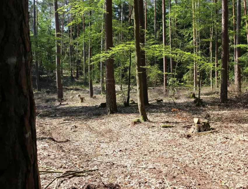 Geschädigter Wald bei Carlsberg.