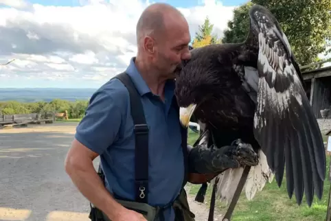 Wieder zu Hause im Wildpark Potzberg bei ihrem Besitzer Harald Schauß: die nach Polen entflogene Seeadlerdame Lagertha. 