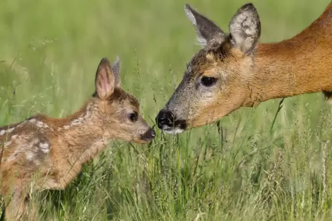 Rehe legen ihre Kitze im hohen Gras ab. Dort bleiben die Jungen liegen und sind eine leichte Beute – beispielsweise für Hunde, m