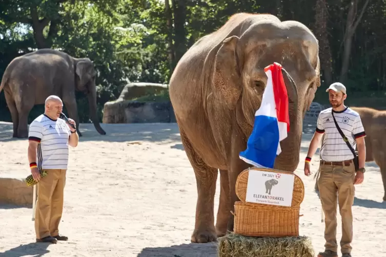 Frankreich gewinnt: Elefantenkuh Yashoda hatte das richtige Rüsselspitzengefühl. 