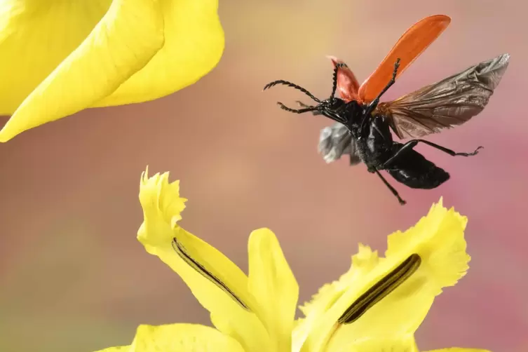 Auch K&auml;fer wie der Scharlachrote Feuerk&auml;fer fliegen auf die Bl&uuml;ten. 